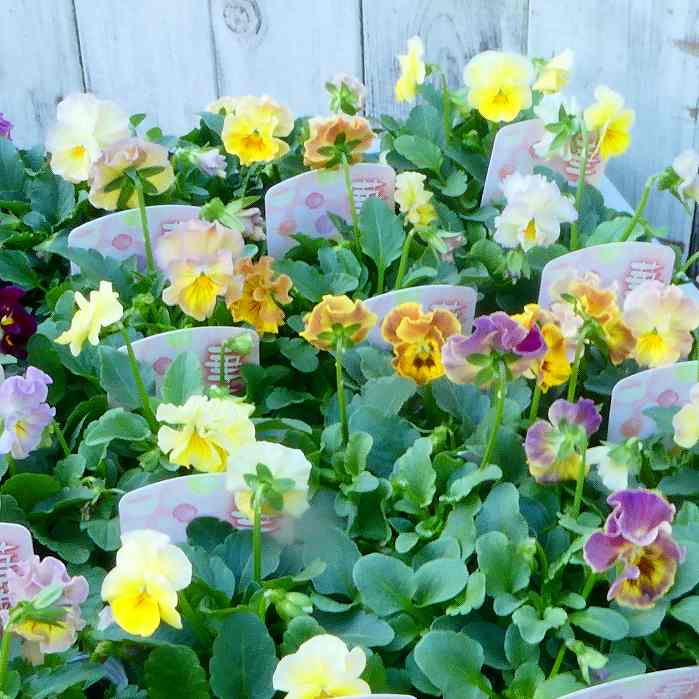 ビオラ 苗 華あられ フリル咲き 花色お任せ 苗 3.5号 冬の花壇苗 241022のサムネイル