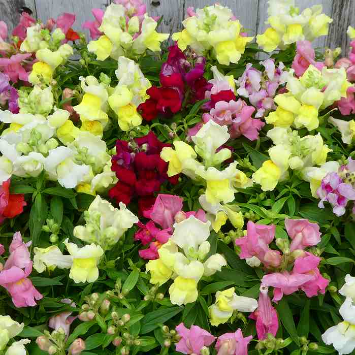 金魚草 苗 寄せ植え 3.5号 切り花に 花色お任せ 中高性 苗 キンギョソウ 耐寒性 冬〜春花壇に 241024のサムネイル