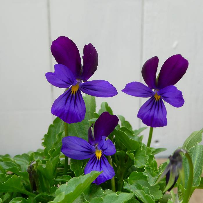 神戸ビオラ 苗 バニーパープル 3.5号 ラビットタイプ バニータイプ ウサギ 横浜植木 241114のサムネイル