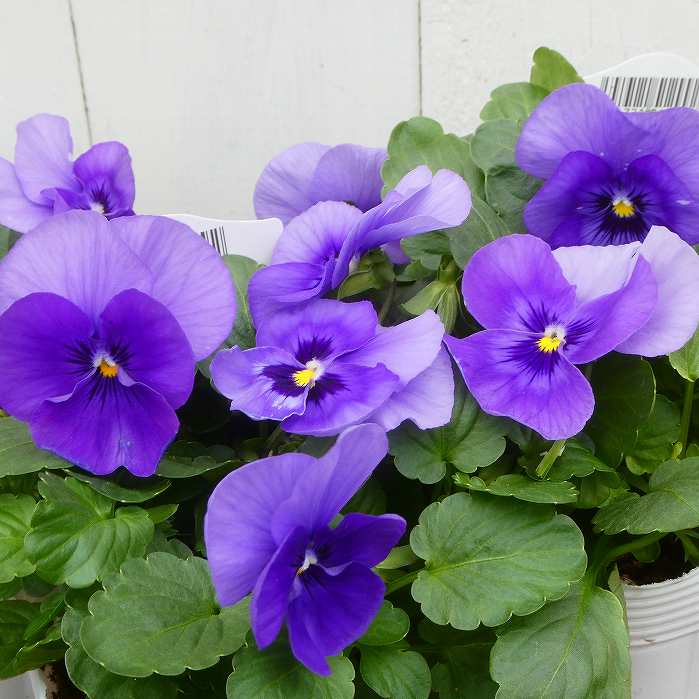 パンジー 苗 わらく ビーコン 青花 3.5号 冬の花壇苗 ビオラ 251030