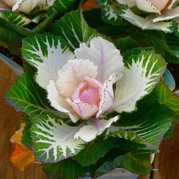 葉牡丹 苗 ウォーターリリー 白 3号 お正月 冬の花苗 251118