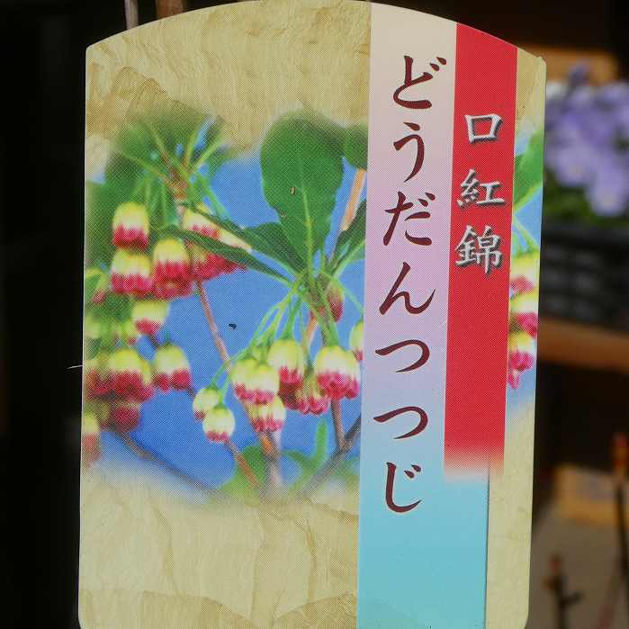 ドウダンツツジ 苗 口紅錦ドウダン 3.5号 赤花 垣根 庭木 紅葉 241210