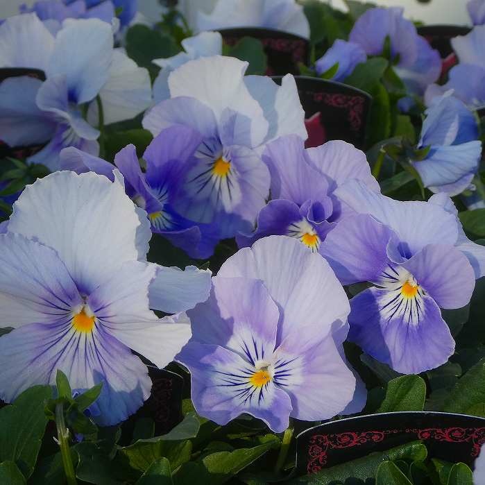 パンジー 苗 プティ・シャトン アクアリップル 3.5号ポット 冬の花壇苗 水色 251104のサムネイル