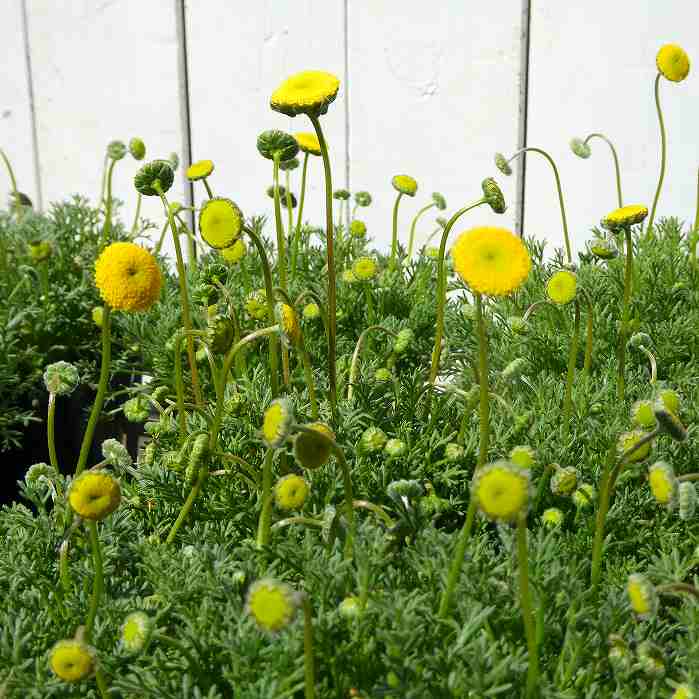 コツラ 花ほたる 苗 3.5号 黄花 240224のサムネイル