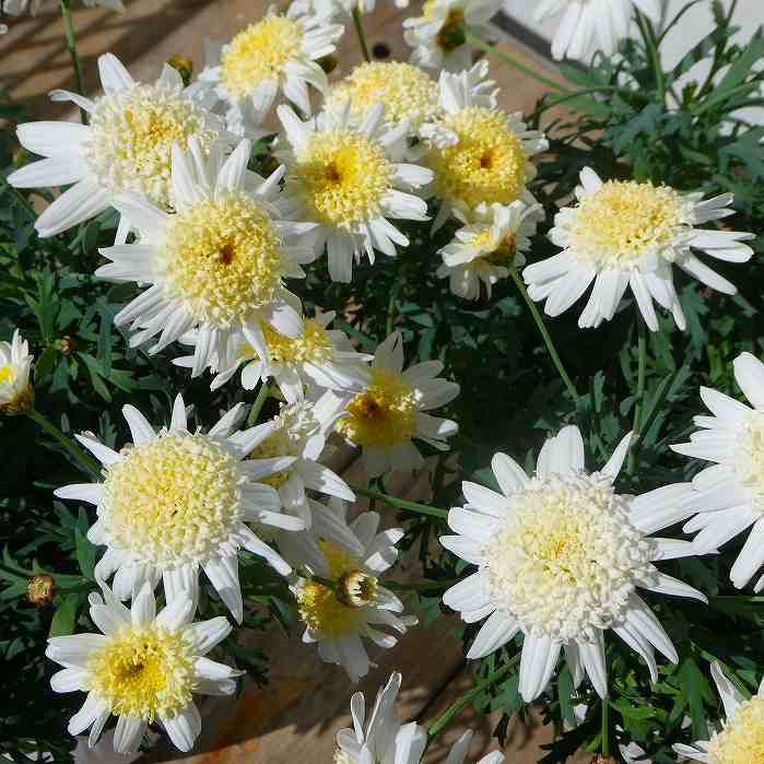 マーガレット バニラボネット 4号鉢 白花 丁字咲き 鉢花 花色変化 春の花 240224のサムネイル