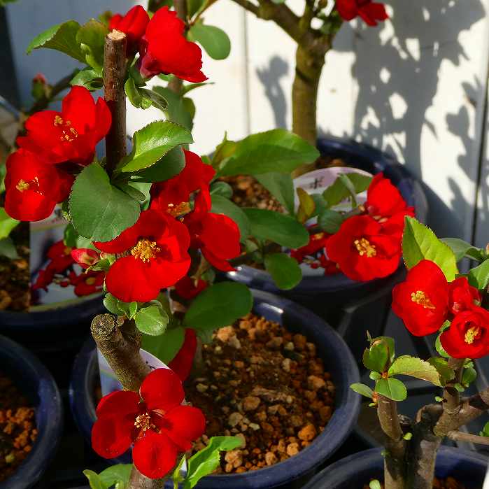 ボケ 黒潮 4号鉢 盆栽素材 木瓜 春の花 251203