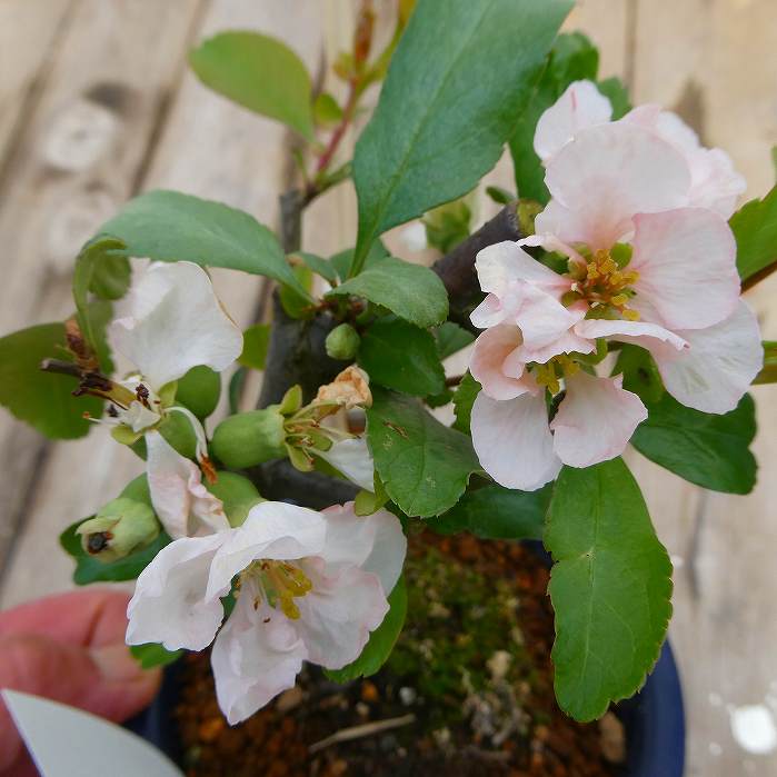 ボケ 祝錦 4号鉢 盆栽素材 木瓜　春の花 251203