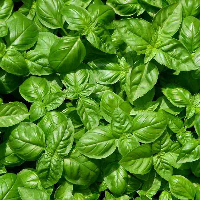 罗勒 - バジル 苗 ハーブ苗 スイートバジル バジリコ お料理に活躍 ハーブ 夏野菜 家庭菜園　260418