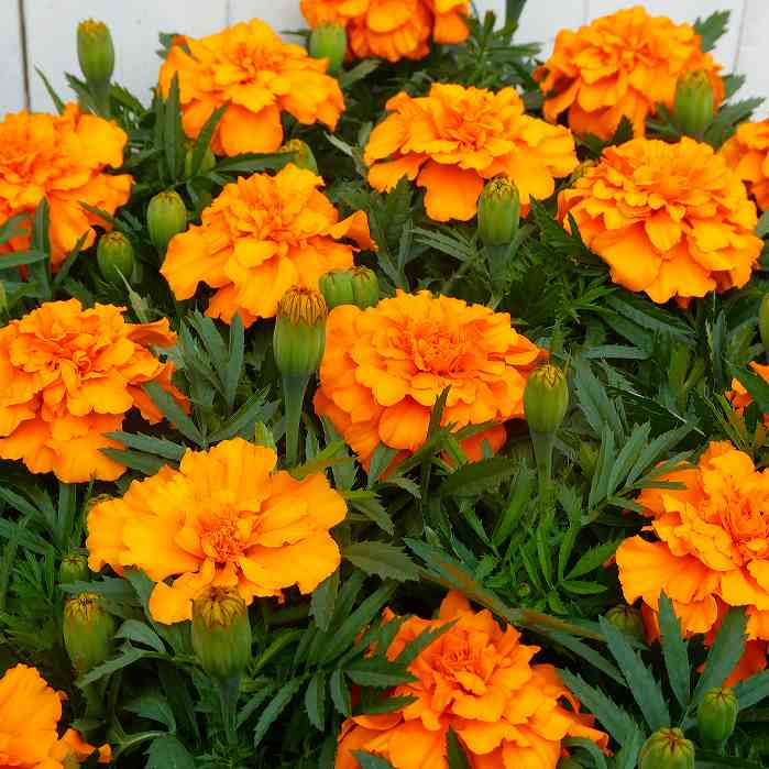 MARIGOLD - マリーゴールド 苗 エンデュランス オレンジ 3.5号 三倍体 大輪 ハクサン 充実株 苗 夏の花 花壇苗 260421