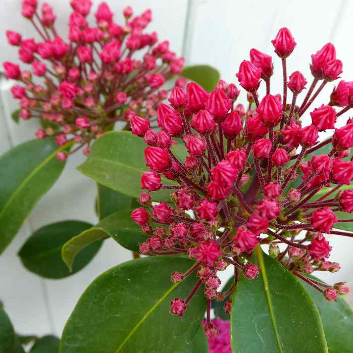 カルミア ピンクボール 苗木 5号ポット ピンク花 ツツジ 常緑樹　260310