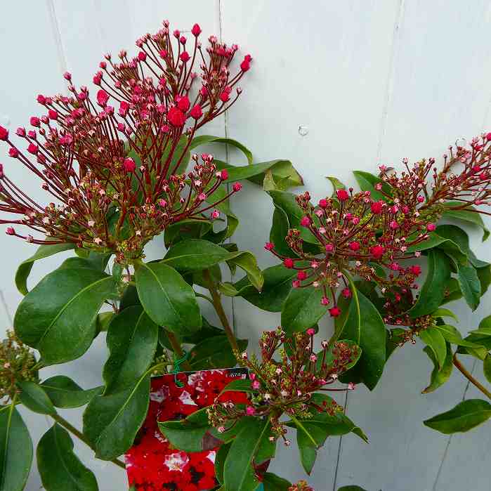 カルミア オスボレット 苗木 5号 ピンク花 ツツジ 常緑樹　260310