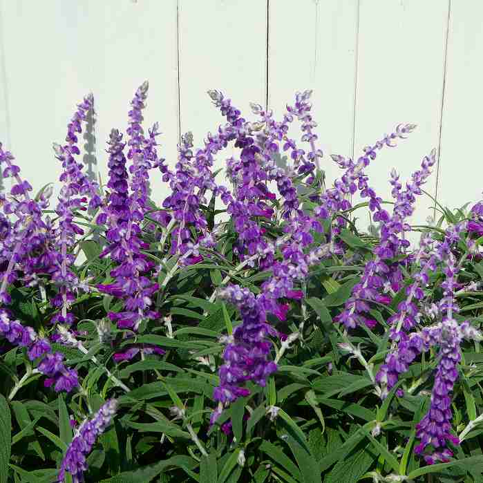 サルビア レウカンサ 苗 3.5号 メキシカンブッシュセージ 苗 秋の花苗 紫花 250501のサムネイル