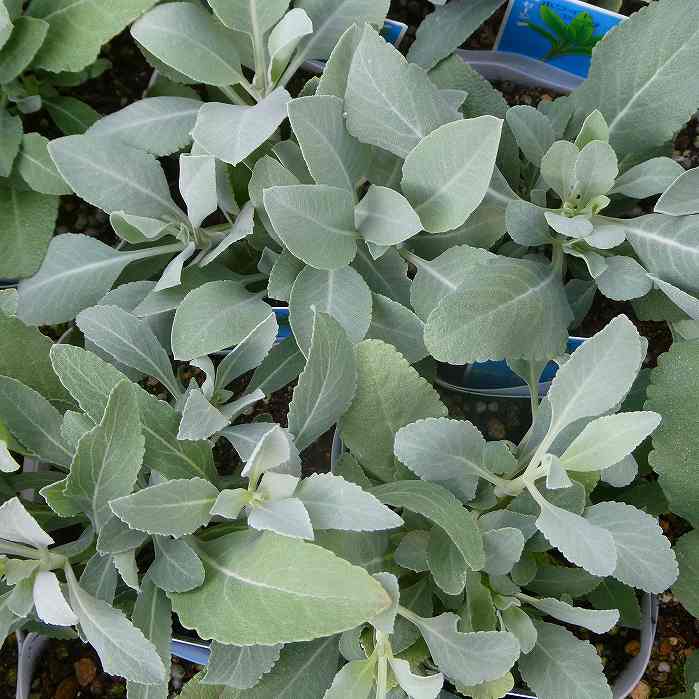 �z���C�g�Z�[�W �c 3.5�� �Z�[�W �� �n�[�u 260120