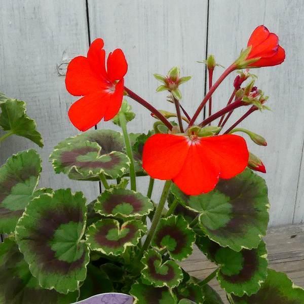 古典ゼラニウム 苗 真鶴 古典植物 3.5号鉢 斑入り 紋天竺葵 山野草 カラーリーフ 250507のサムネイル