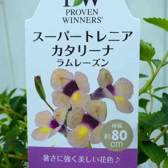 スーパートレニア 苗 ラムレーズン 黄花 3.5号 夏の花苗 250520のサムネイル