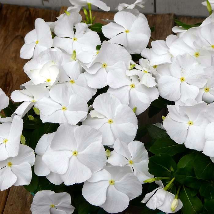 日々草 苗 白花 タイタン ピュアホワイト ニチニチソウ 3.5号 苗 夏の花壇苗 250612のサムネイル