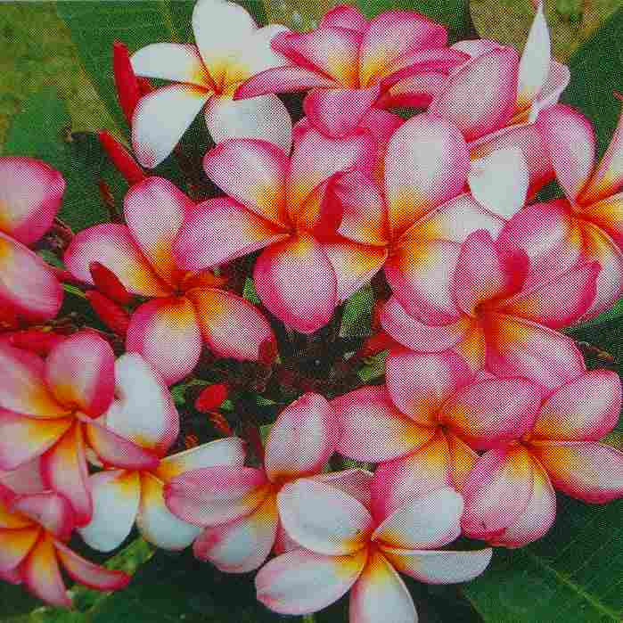 プルメリア 苗 4号 ラレードプリンセス　ピンク花 覆輪 熱帯花木 夏の花 ジャングルジャックス 250603のサムネイル