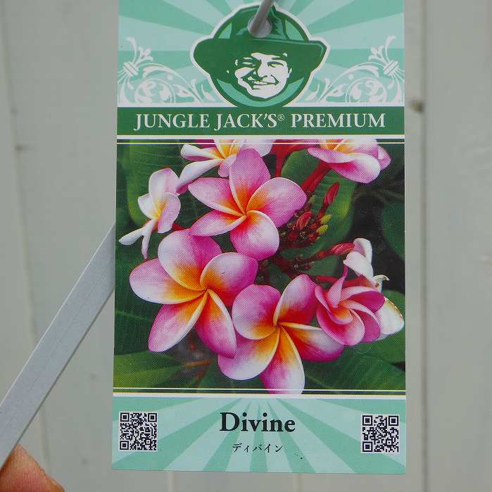 プルメリア 苗 4号 ディバイン ピンク 熱帯花木 夏の花 ジャングルジャックス 250603のサムネイル