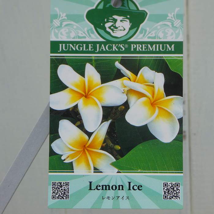 プルメリア 苗 4号 レモンアイス 熱帯花木 夏の花 ジャングルジャックス 250603のサムネイル