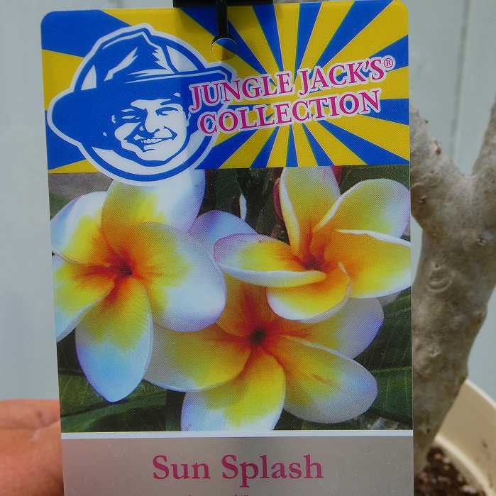 プルメリア 苗 5号 サンスプラッシュ 熱帯花木 夏の花 ジャングルジャックス 250603のサムネイル