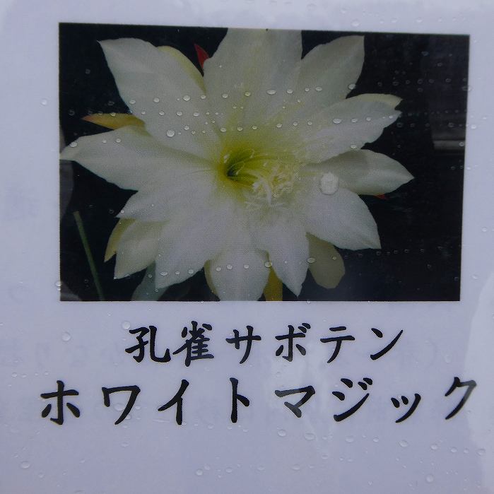 楽天市場】シャコバサボテン デンマークカクタス（花・観葉植物｜花