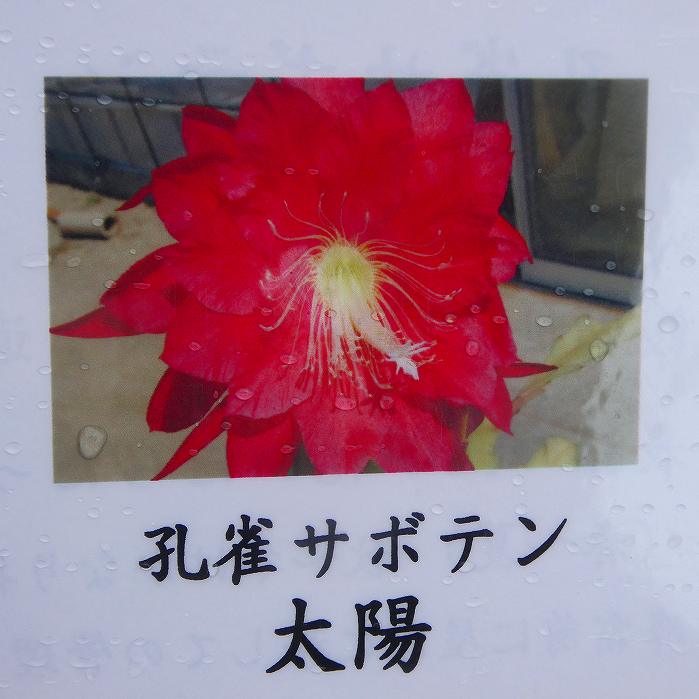 乐天商城 - 孔雀サボテン 太陽 赤花 5号鉢 多肉植物 充実株 260616