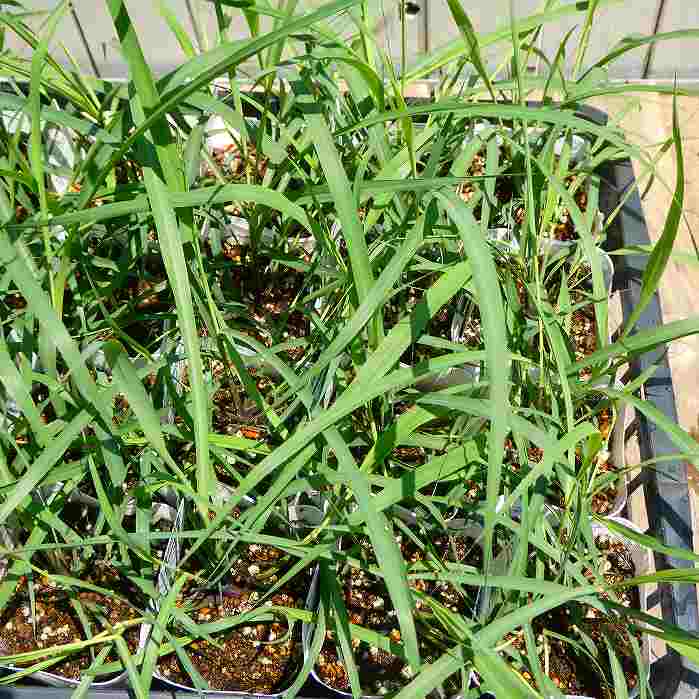 レモングラス苗3.5号ハーブ苗ハー...