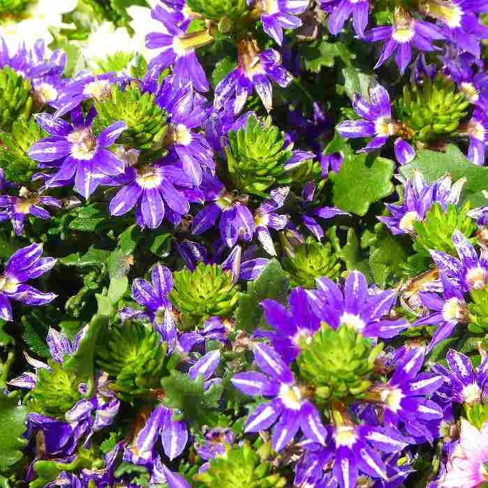 スカエボラ 苗 青紫 タッチ ブルーファンフラワー 3.5号 充実株　250617のサムネイル