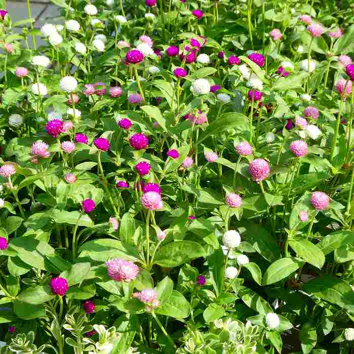 千日紅 苗 3色寄せ植え ラスベガス 3.5号 矮性種 センニチコウ 夏〜秋花壇に 夏花壇 250612のサムネイル