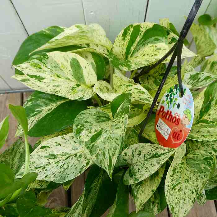 ポトスマーブルクイーン5号吊り鉢斑...