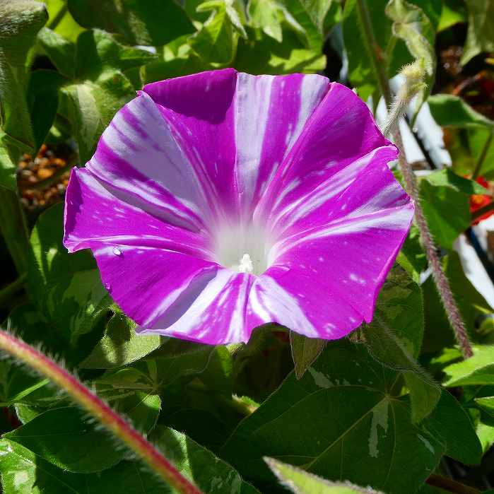 朝顔 苗 なにわ紅しぐれ 1ポット ご当地シリーズ 朝顔 うちわラベル 3.5号 アサガオ ピンク グリーンカーテン 250624のサムネイル