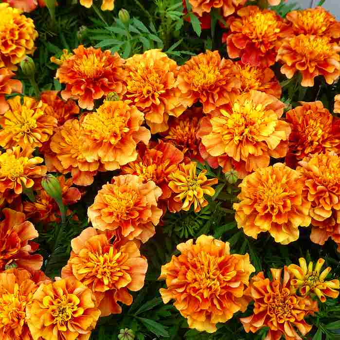 MARIGOLD - マリーゴールド 苗 ストロベリーブロンド 花苗 花色変化 夏の花壇苗 3.5号 260418