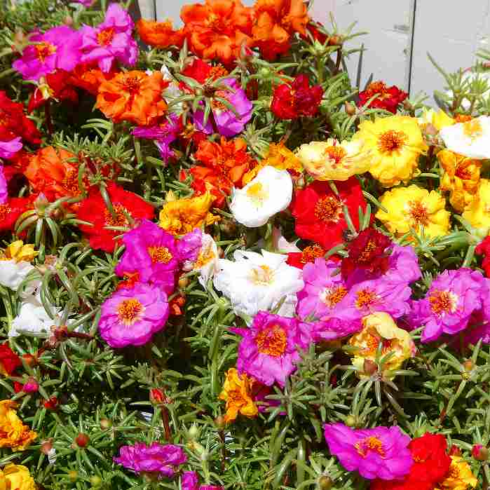 マツバボタン 苗 1ポット 松葉牡丹 複色寄せ植え 終日咲き 花壇苗 カラフル ガーデニング 250729のサムネイル