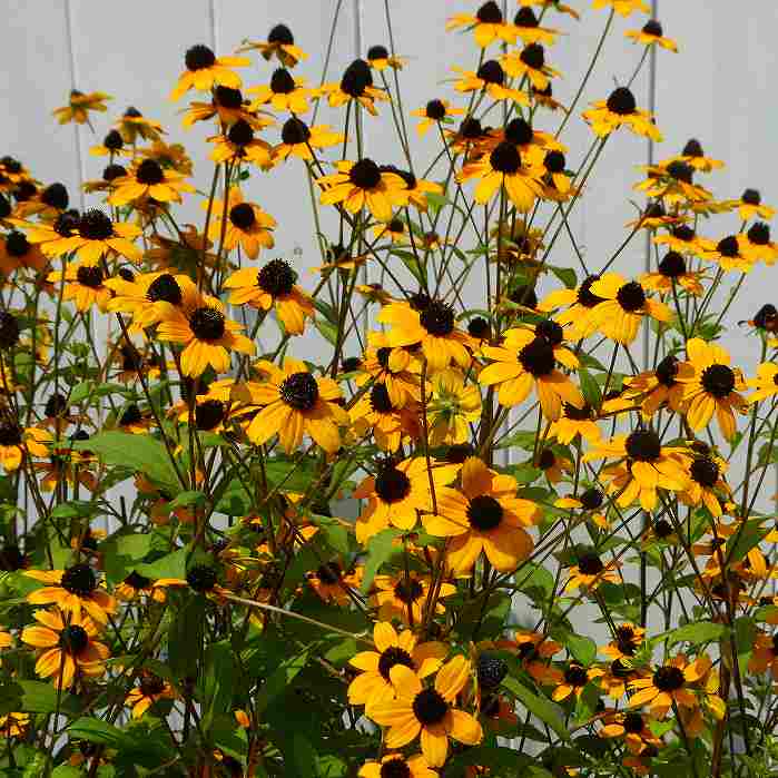 楽天市場】ルドベキア の 花の通販
