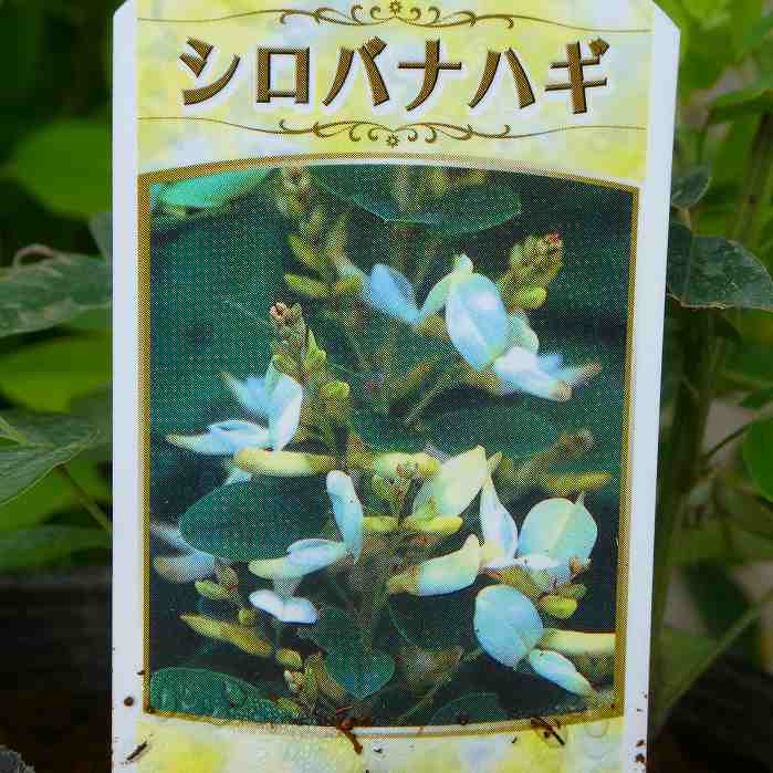 萩 苗 白花萩 3.5号 秋の七草 山野草 宿根草 茶花 250825のサムネイル