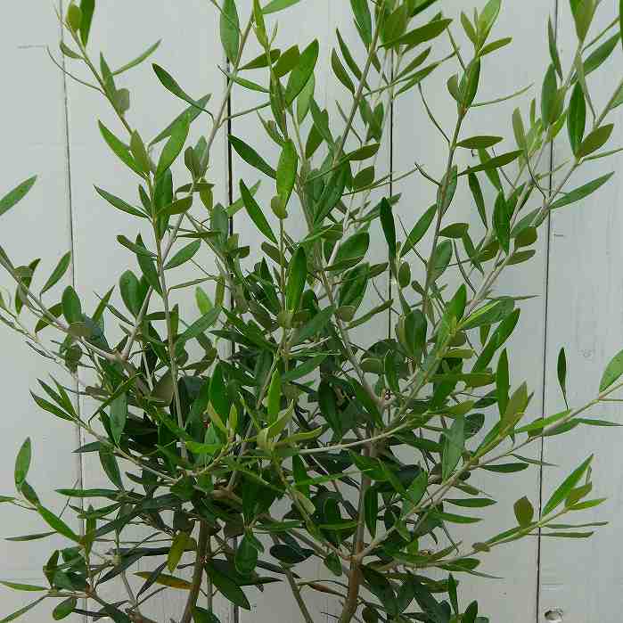 オリーブ 苗 エルグレコ 6号 充実株 シンボルツリー 庭木 植木 常緑樹 260526