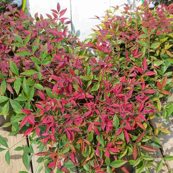 南天 苗 フルート 苗木 矮性種 5号 ドワーフナンテン 紅葉 お正月 低木 250909