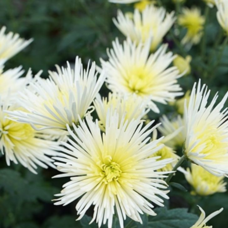 菊 苗フローラマム アナンシ ホワイト 白 3.5号 菊苗 スパイダー咲き 秋の花 苗寄せ植えにも 250923のサムネイル