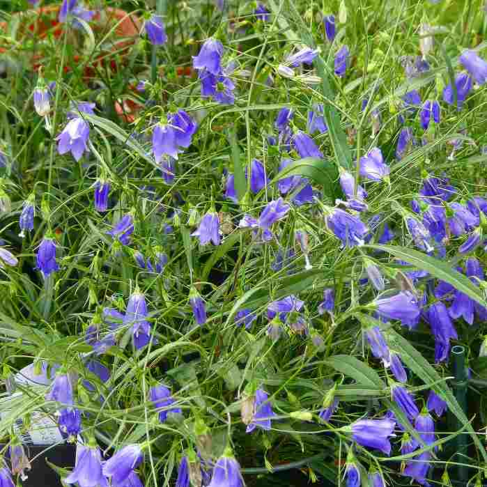 岩シャジン 青花 苗 5号 イワシャジン 岩沙参 山野草 宿根草 ガーデニング 250916のサムネイル