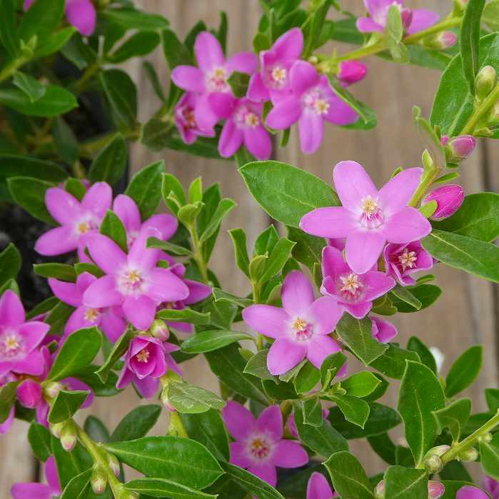 サザンクロス ピンクスター 4.5号 オーストラリア原産 ガーデニング 250930