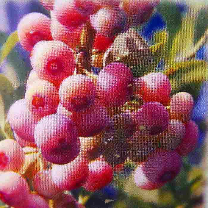 ブルーベリー苗木フロリダローズピン...