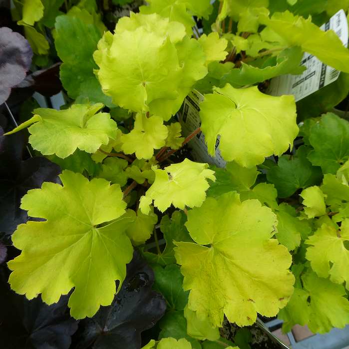 ヒューケラ 苗 ノーザンエクスポージャー ライム 3.5号ポット ツボサンゴ 山野草 日陰向き 宿根草 250918