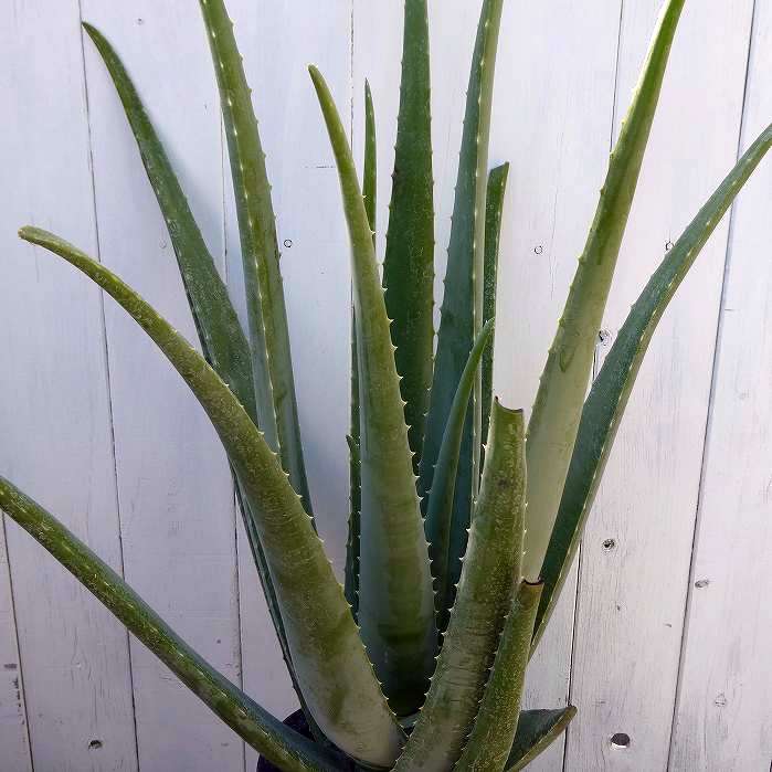 楽天市場】アロエベラ 苗の通販