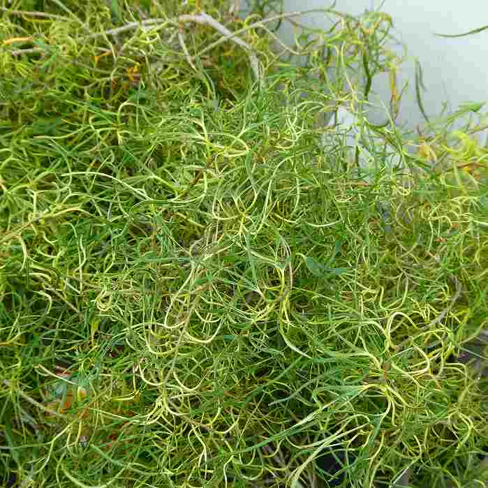 桑 糸桑 苗 3.5号 マルベリー 苗木 果樹苗 果物 251014