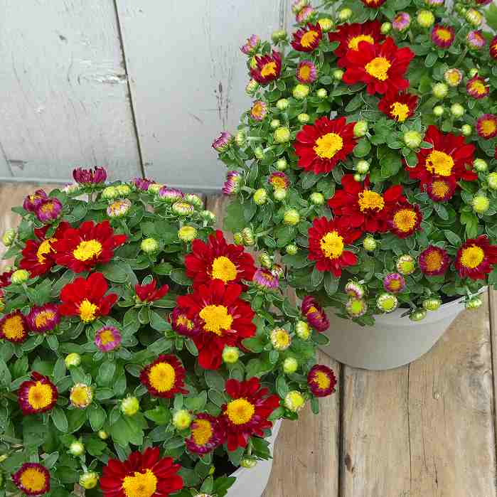 菊 小菊 苗 ベルギーマム No.4 赤花　4号 鉢植え 251014のサムネイル