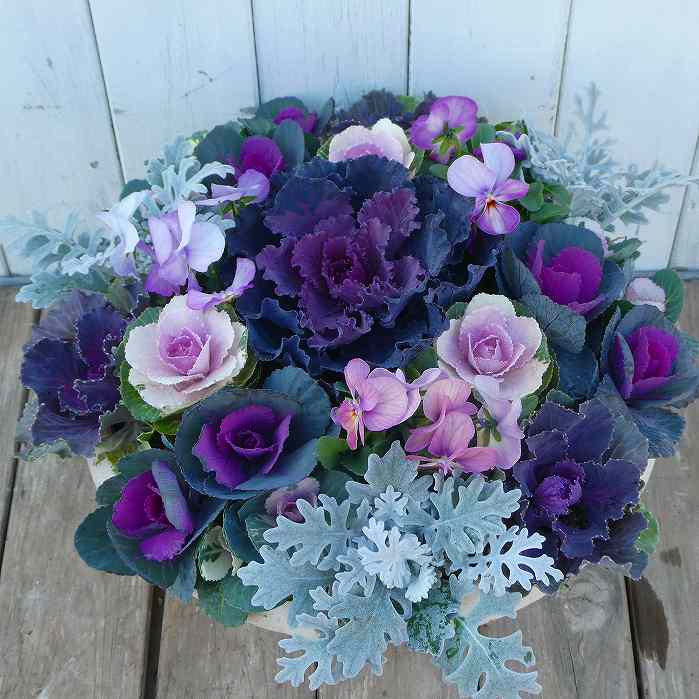 寄せ植え 現品28 葉牡丹 お年賀 お歳暮 お正月飾り 春まで咲く 直径30cm鉢 寒さ強い 251122