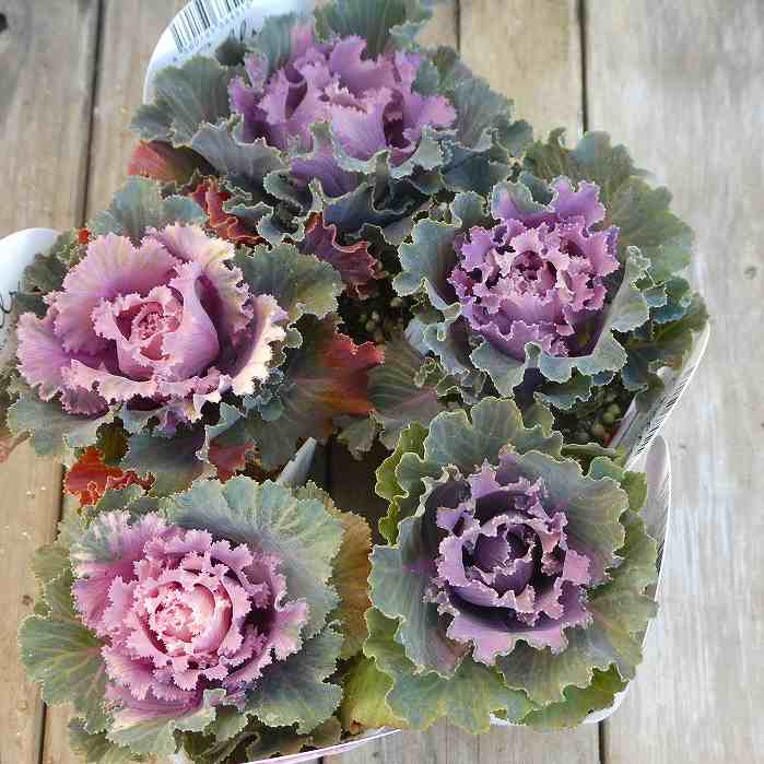 ミニ葉牡丹 苗 萌花 モカ フリル 2.5号 お正月 冬花壇　251128