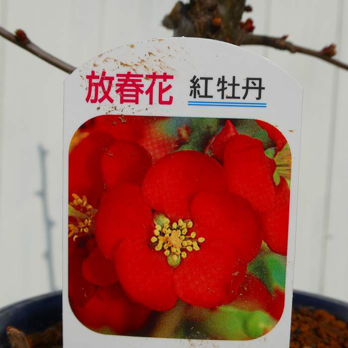 ボケ 紅牡丹 赤花 4号鉢 盆栽素材 木瓜　春の花 251203