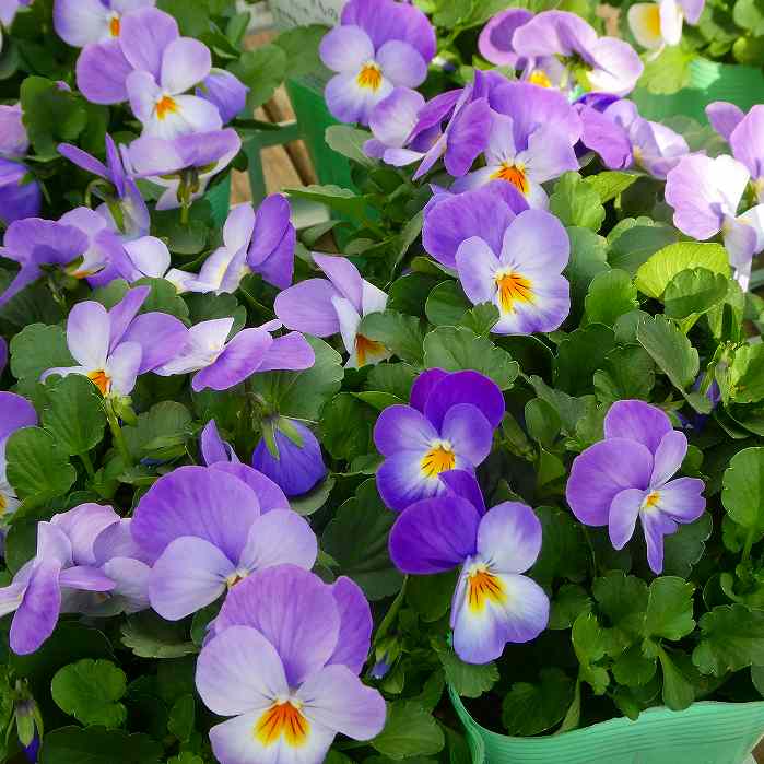 ビオラ 苗 ふらの 青 冬の花苗 花壇苗 花壇苗 251203のサムネイル