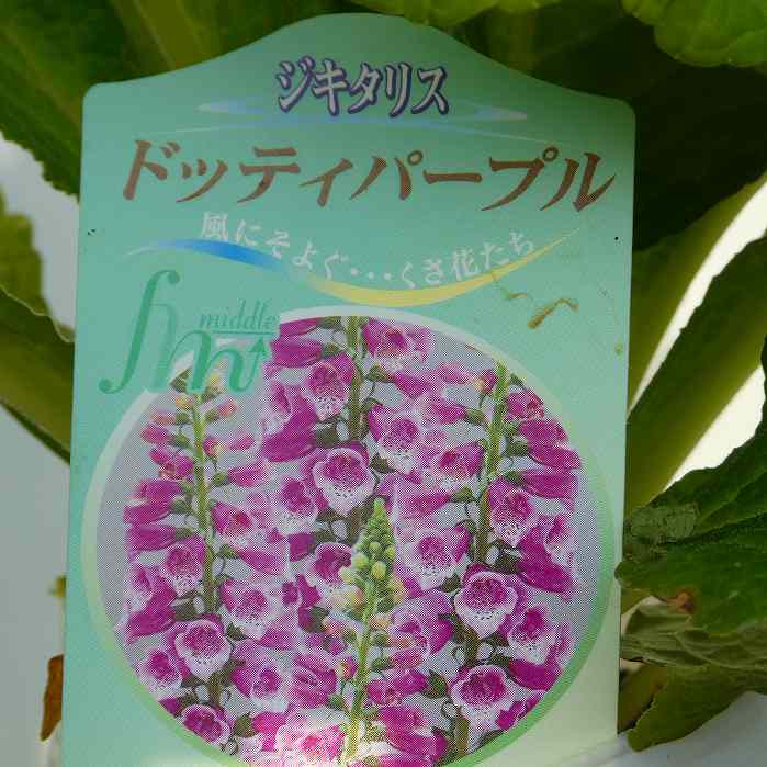 ジキタリス 苗 ドッティパープル 3.5号 耐寒性 秋植え 春の花 宿根草 ジギタリス 251203